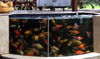 Glass Wall Fish Pond Installation